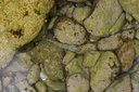 gal/cro 08/_thb_small-IMG_4559.JPG